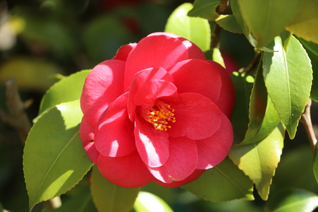 Japanse Camelia
