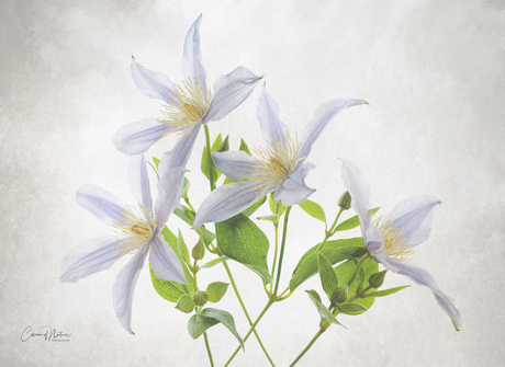 Clematis 