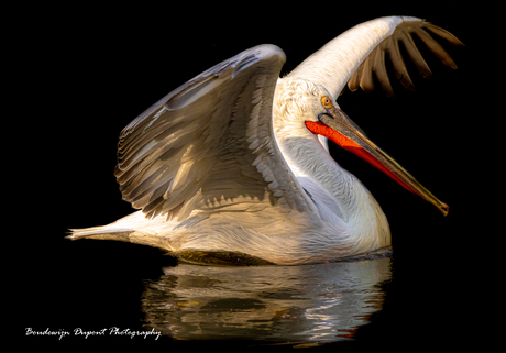 'Under my Wings'