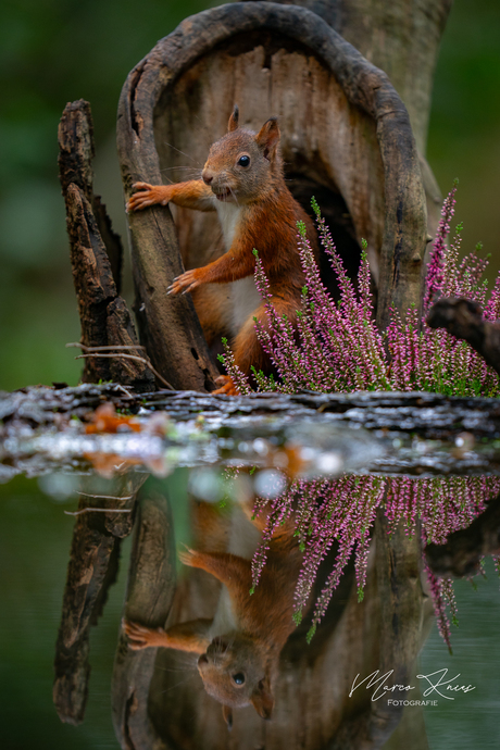 Spiegeltje spiegeltje eekhoorntje