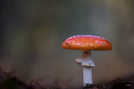 Op een grote paddenstoel, rood met witten stippen..