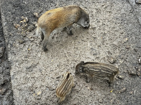 wilde zwijnen eten bovenaf