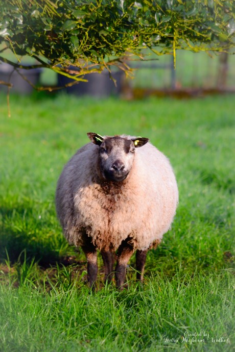 Schaap in de ochtend