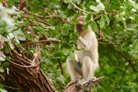 Vervet Monkey.