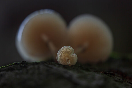 porseleinen in de boom
