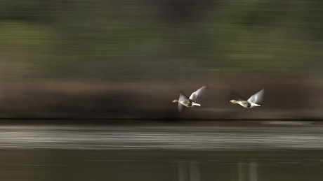 #summerwildlife.ganzen in vlucht