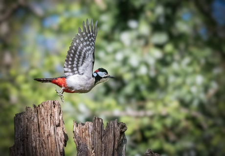 Eerste foto korte serie