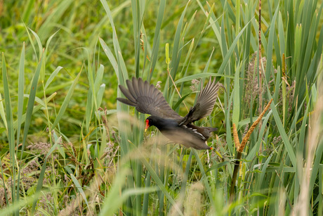 Opvliegende waterhoen 