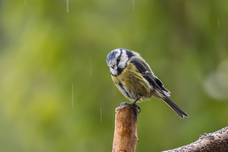 Pimpelmees in de regen
