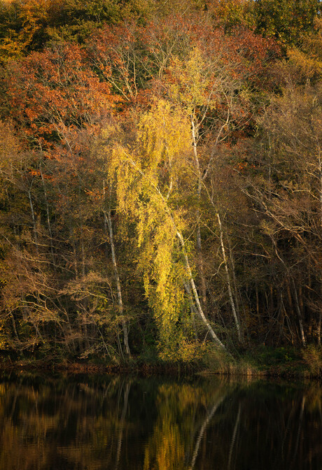 Herfstkleuren