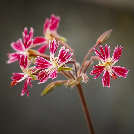 Pelargonium caffrum x 