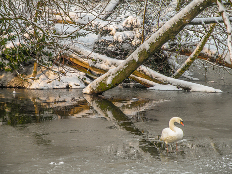 Knobbelzwaan Wilhelminapark Breda - foto Jan Korebrits