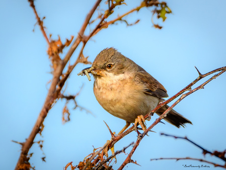 Grasmus met lekkers
