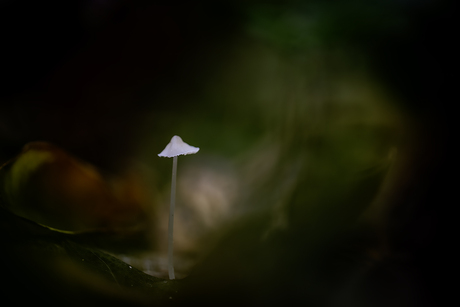 alleen in het donkere bos