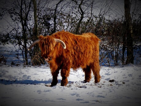 Stier in de Sneeuw