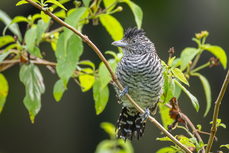 Mannetje van de Gebandeerde mierklauwier