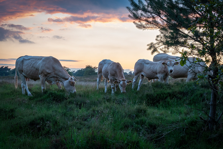 Avondmaal bij zonsondergang 