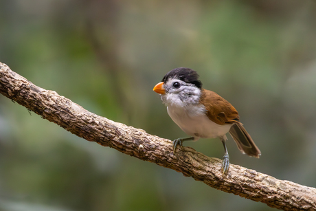Zwartkruindiksnavelmees