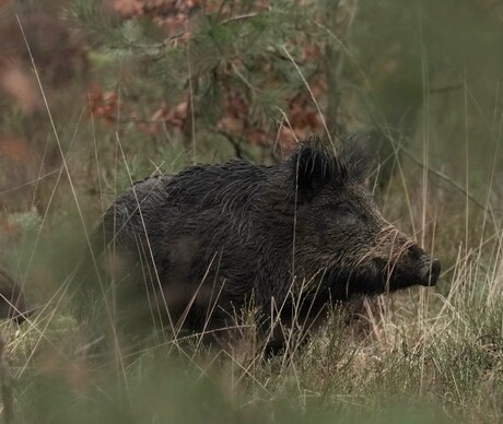 Everzwijn  met de familie 