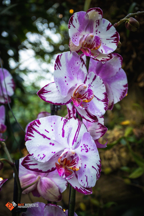 Vlinderorchidee (Phalaenopsis)