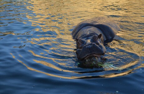 A hippo eating his lunch