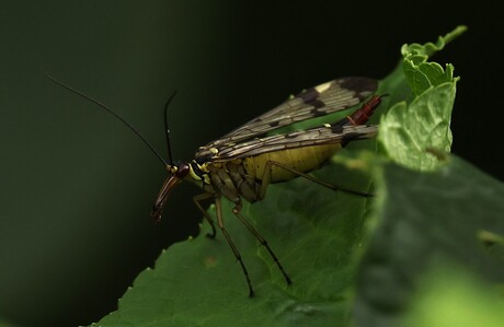 Gewone Schorpioenvlieg