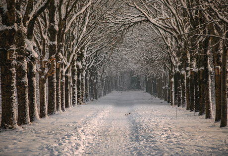 Laantje in de sneeuw
