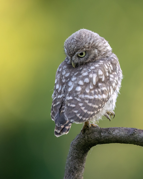 The Little Owl — nature’s pocket-sized predator