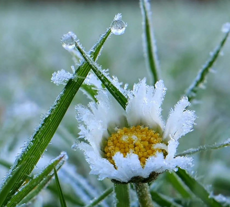 Frosty flower