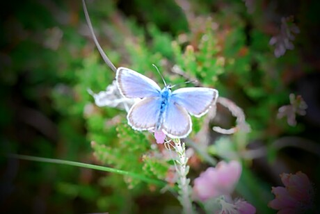 Vlinder 