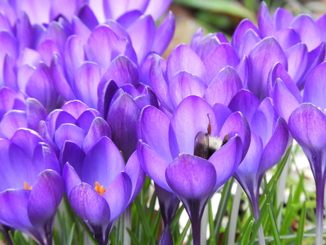 Hommel diep in de Krokus Botanische tuin Nijmegen 2024
