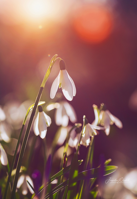 A moment so soft it almost feels imagined.