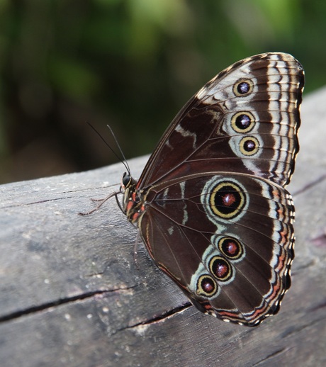 Azuurvlinder (Morpho peleides)....