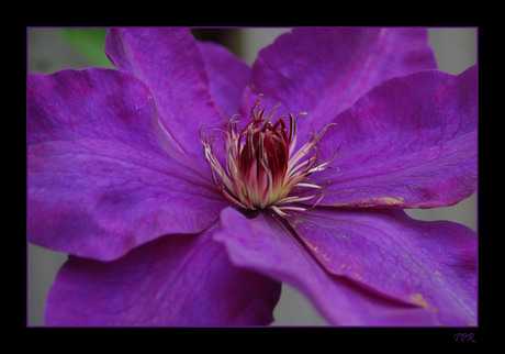 Purple Flower