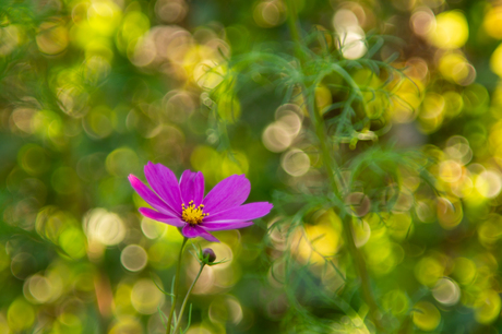Bloeiende bloem Cosmos