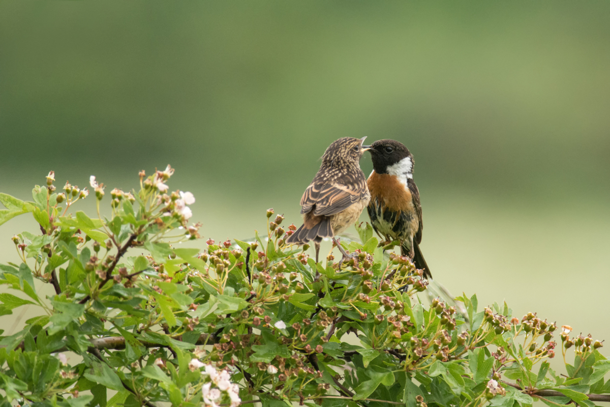 Honger foto van jannietimmer Natuur Zoom.nl