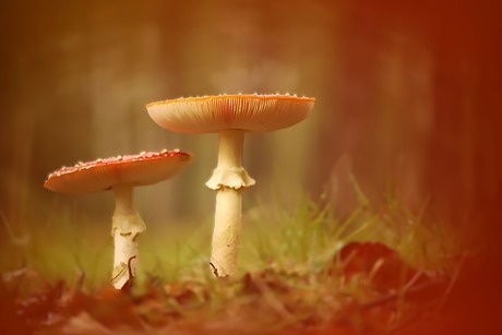 eenvoud kan verrassend zijn