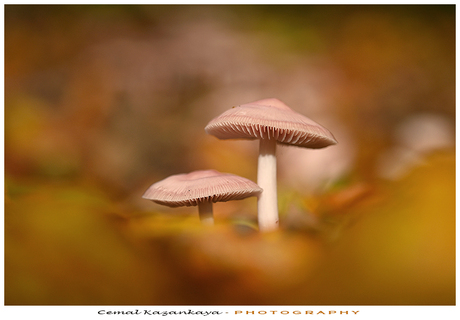 Paddenstoelen