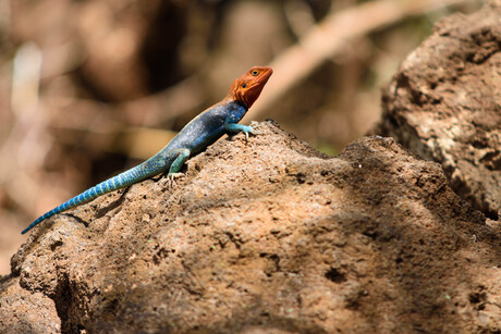 Red headed agama