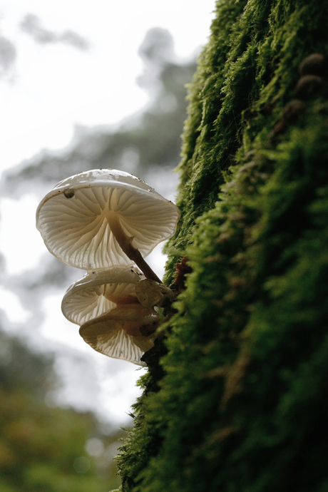 Mooie paddenstoel