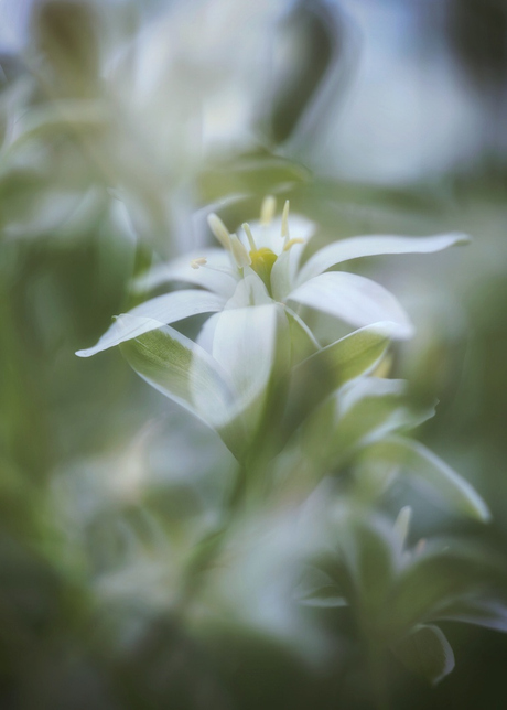 White star 