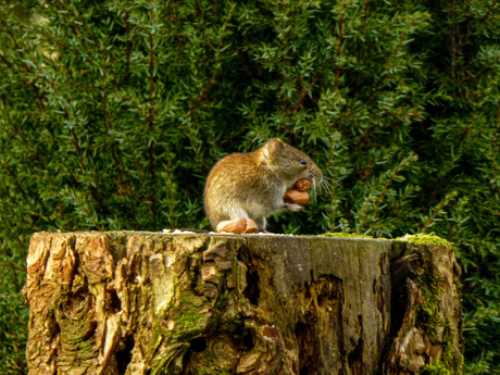 Gulzige (bos-?)muis