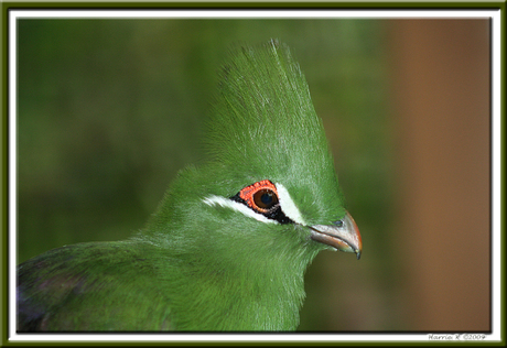 Vogel ? Blijdorp