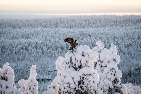 Steenarend in de sneeuw in Finland