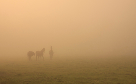 Horses in the mist...