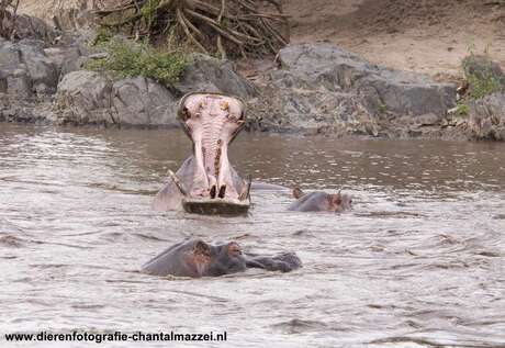 Nijlpaard in de Hippopoel