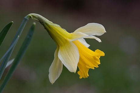 Wilde Narcis