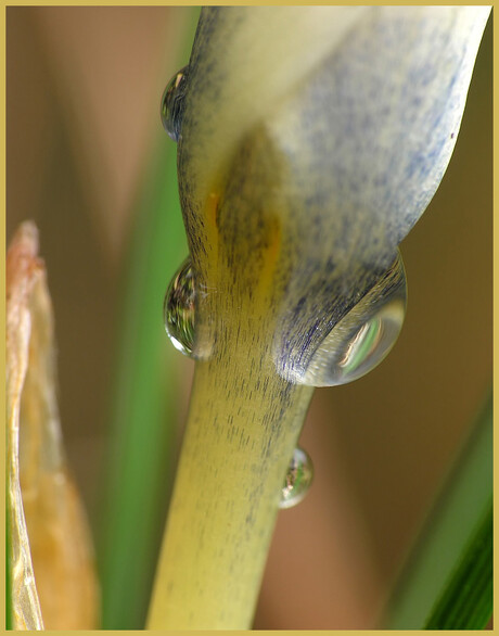 Krokusje in de regen