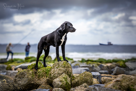 The Dutch Fisherdog