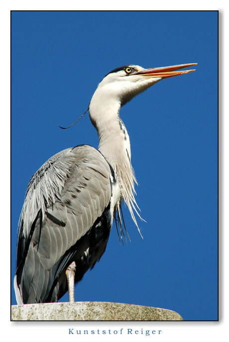 Kunststof Reiger